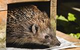 alexas_fotos-hedgehog-9843927_640